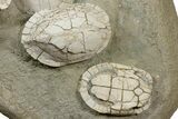 Incredible Fossil Turtle (Emydoidea) Mortality - Nebraska #240381-6
